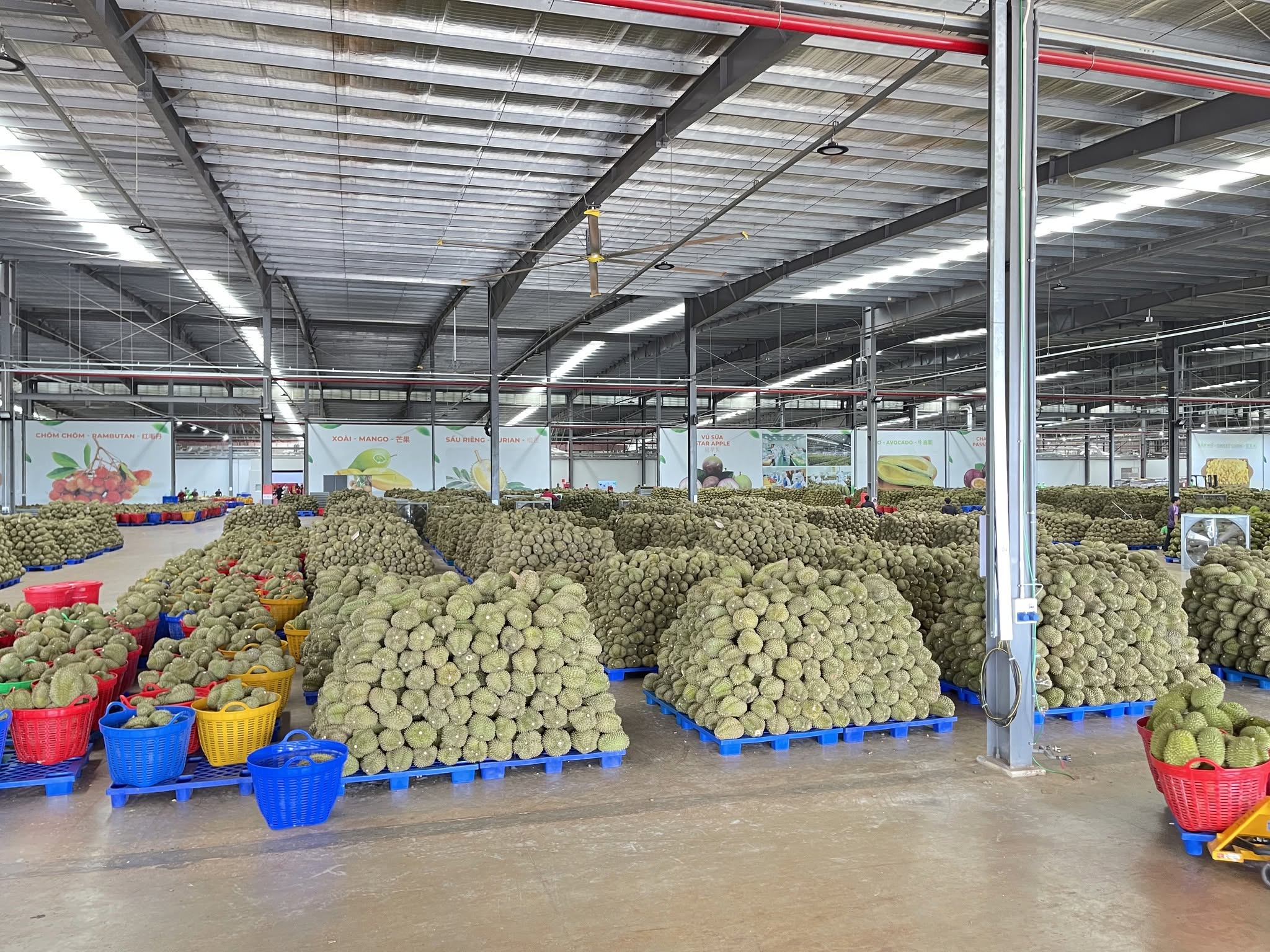 Pallet cốc sầu riêng